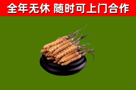衢州回收冬虫夏草